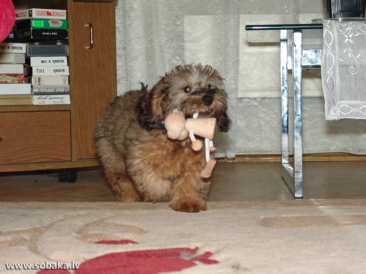 Метис таксы и пуделя