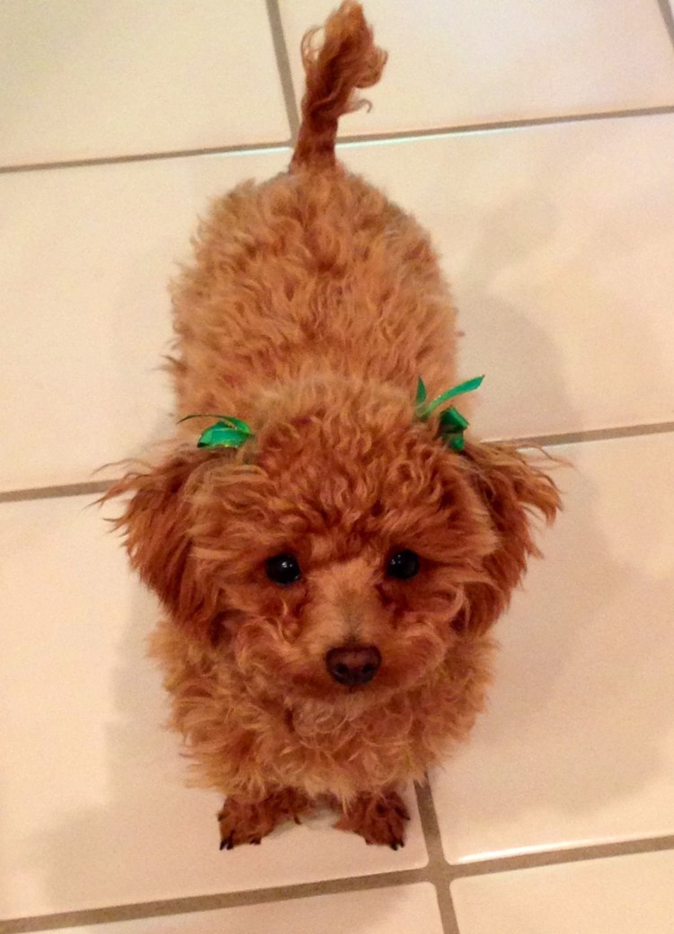 Померанский шпиц помесь