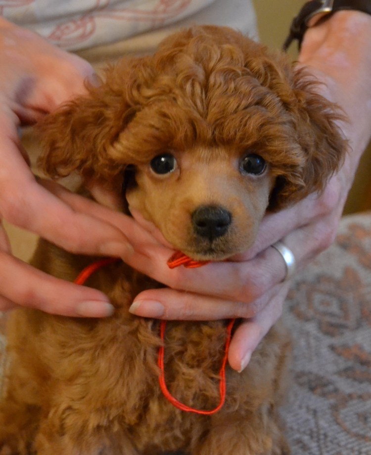 Шпицпу Оливер