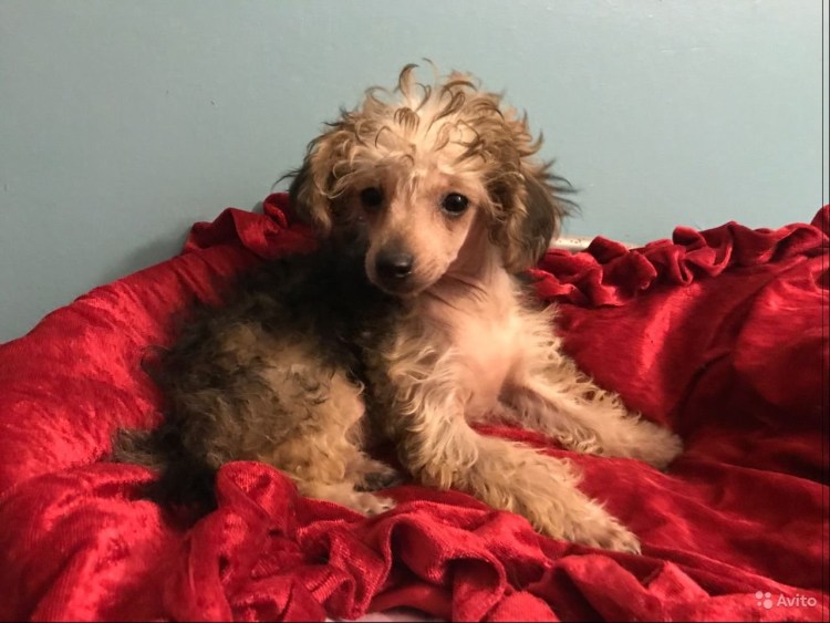 Оливер порода собак