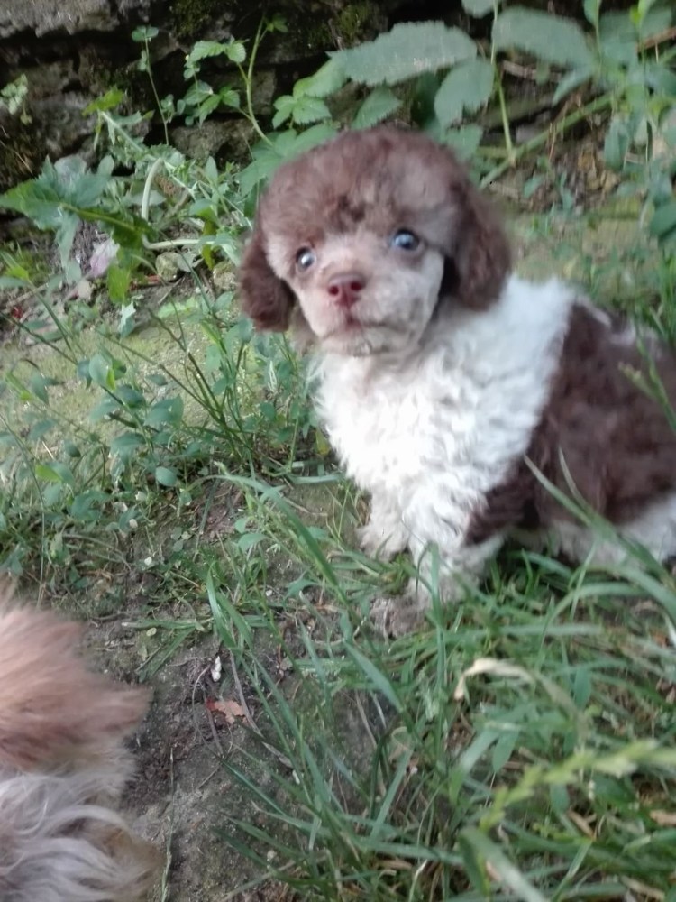 Помесь пуделя и шпица