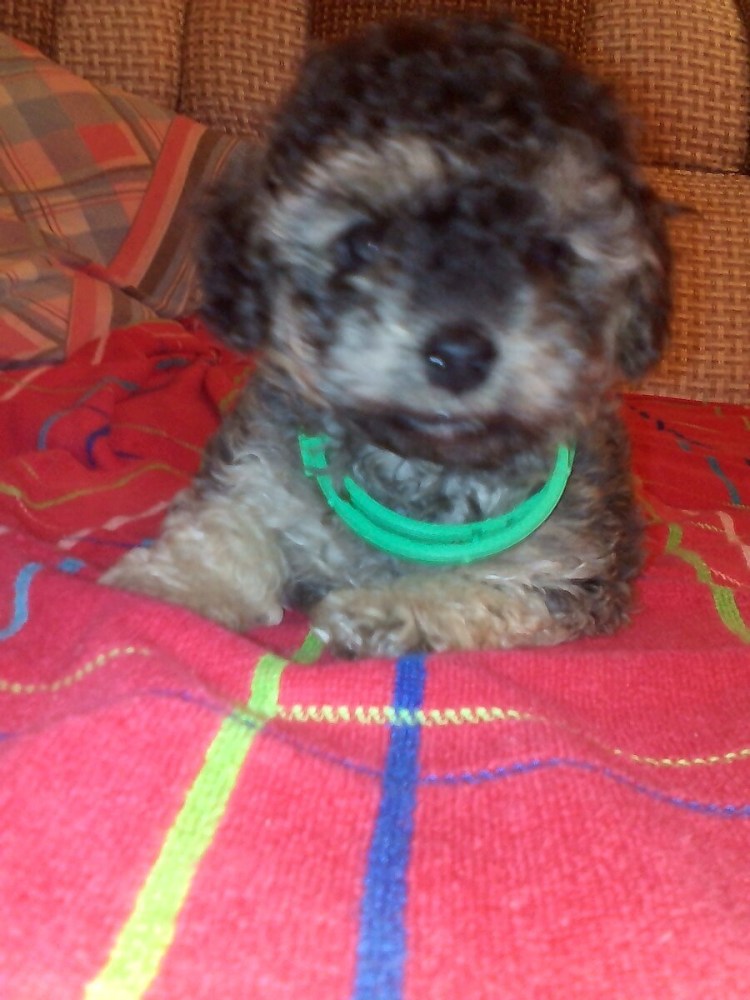 Метис пуделя и шпица