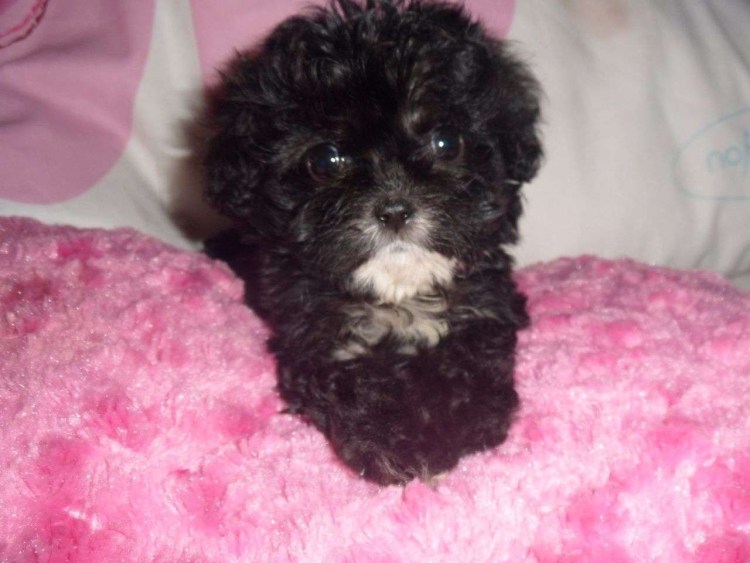 Йоркшир и пудель