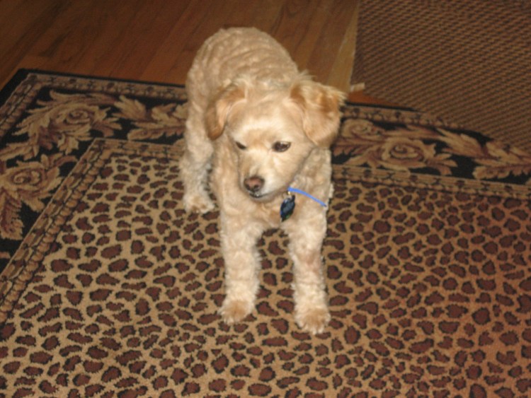 Гибрид таксы с пуделем