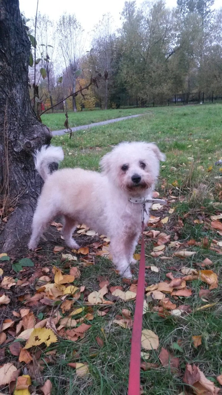 Имена для мальчиков щенков шпица