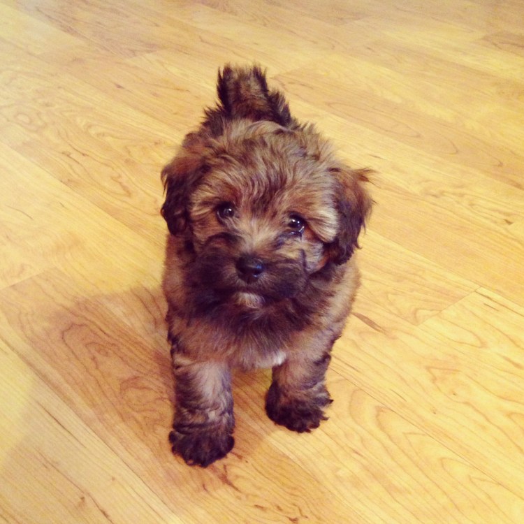 Помесь шпица и чихуахуа