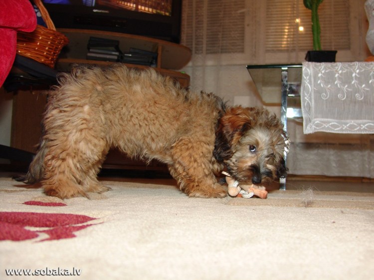 Помесь пуделя и шпица