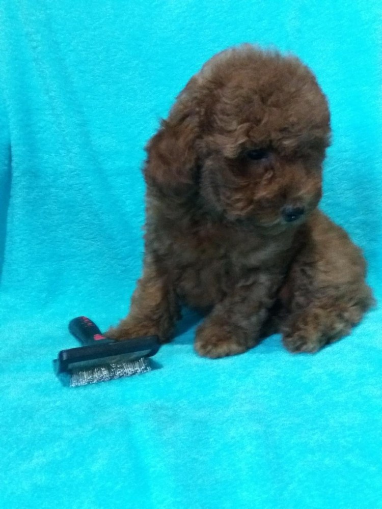 Пудель Бишон фризе