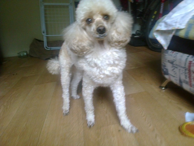 Метис той пуделя