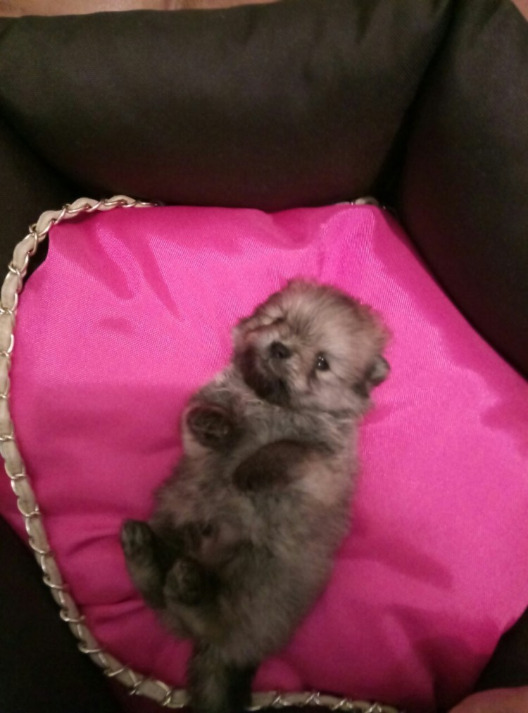 Помесь тоя и шпица