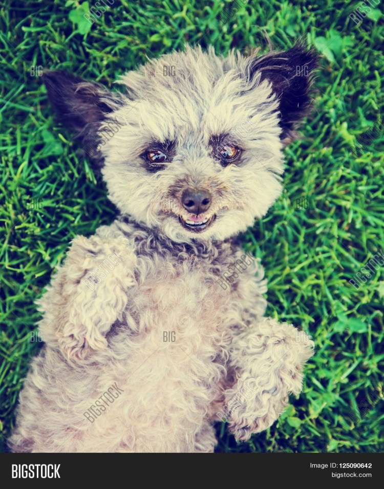 Мальтипу метис шпица и Йорка