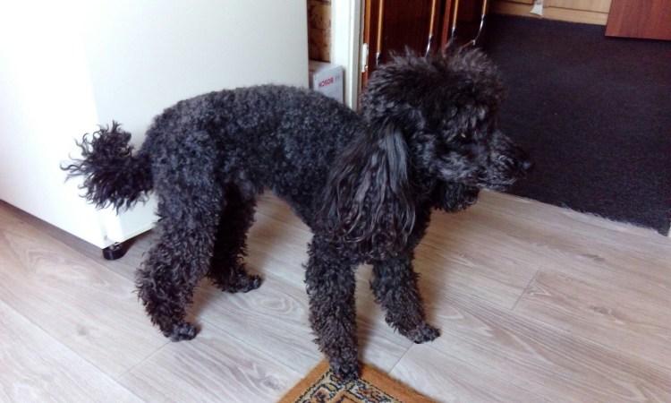 Той шпиц померанский