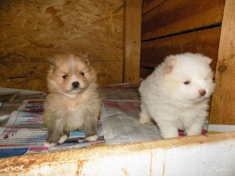 Смесь пекинеса и йоркширского терьера