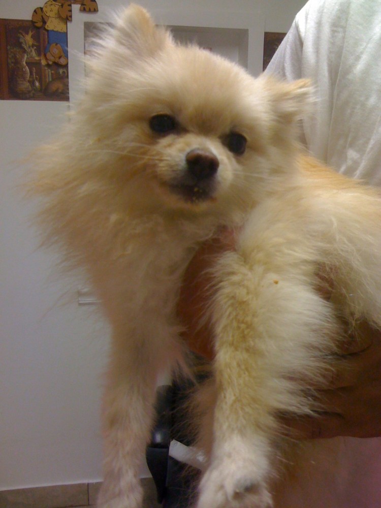 Метис бишона и пуделя