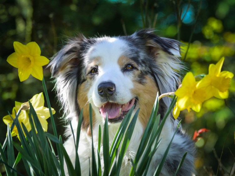 Собака с розой