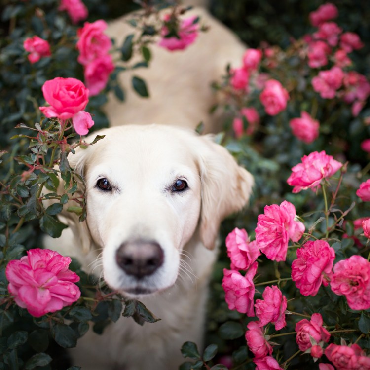 Львиный зев Еллоу