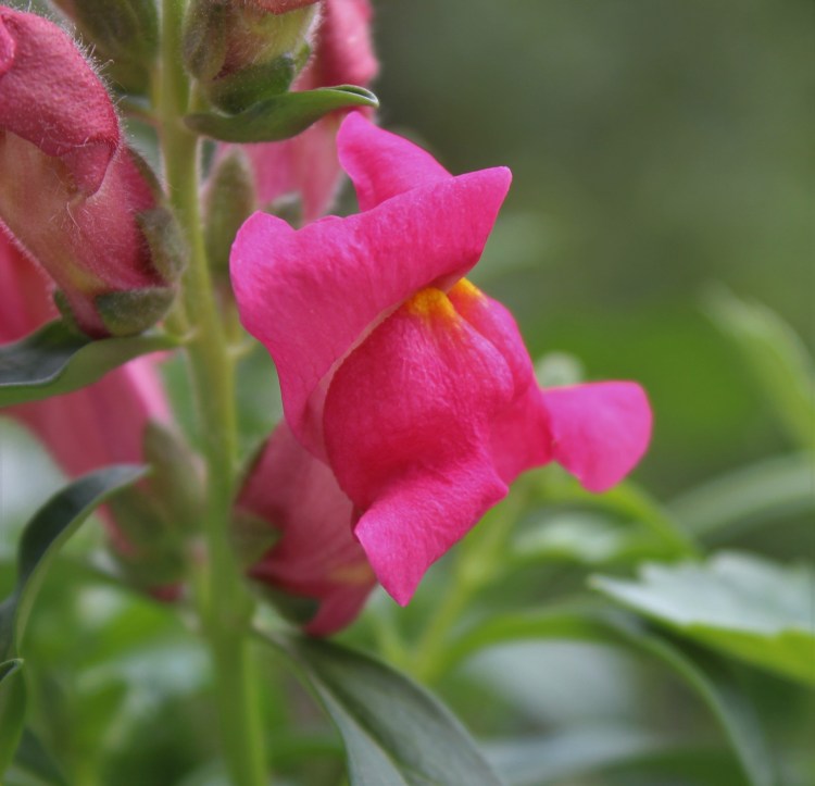 Львиный зев цветы