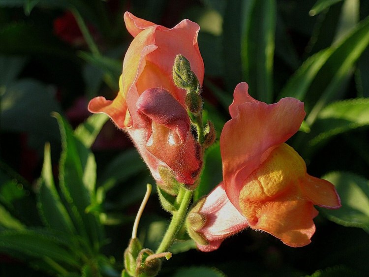 Антирринум оранжевый