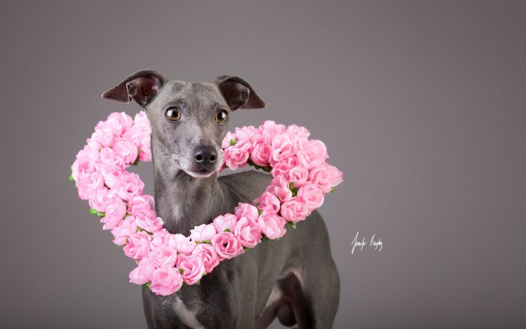 Собачки в цветах