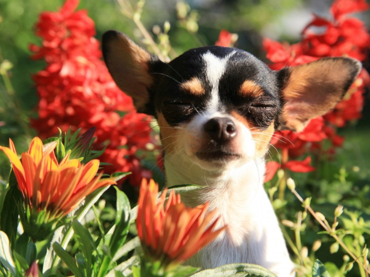Полевые цветы собачки