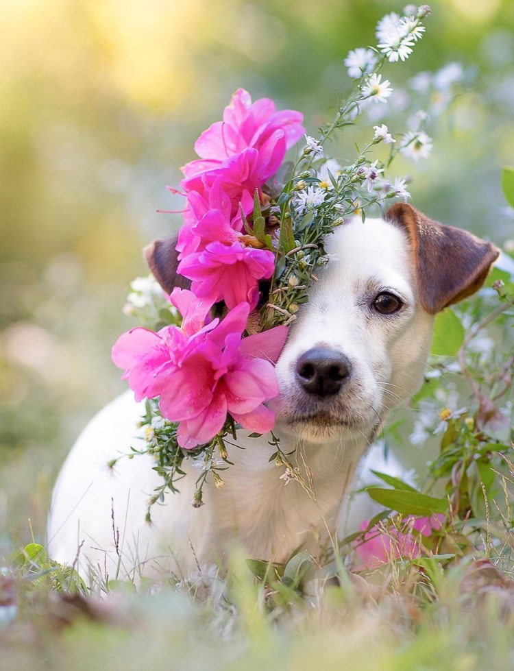 Creative Dogs photo hats