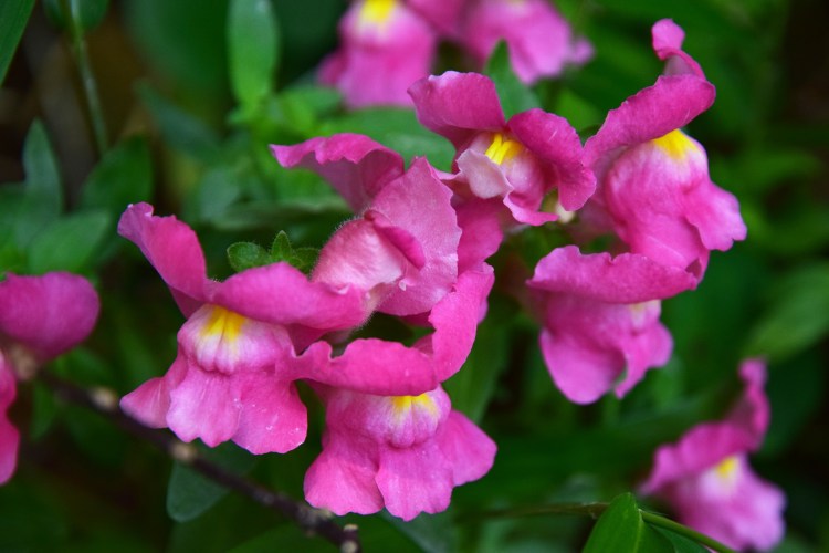 Львиный зев собачки