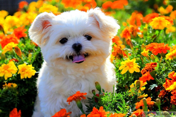 Собака с цветами в зубах