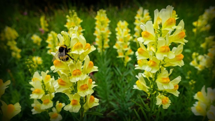 Львиный зев полевой
