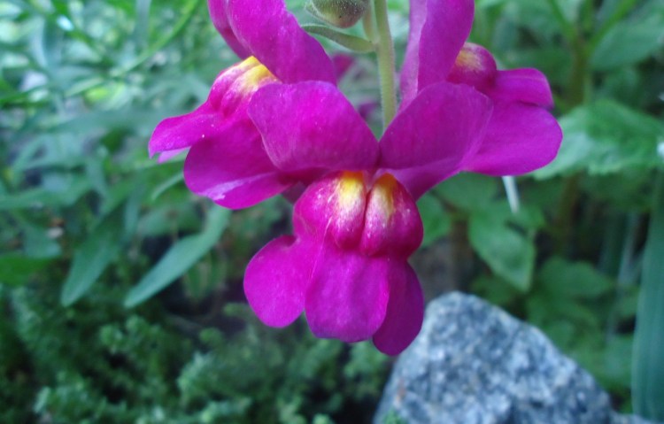 Цветы похожие на собачки