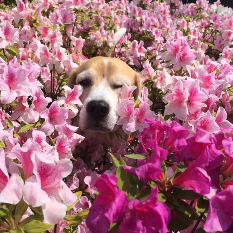 Вельш корги и цветы