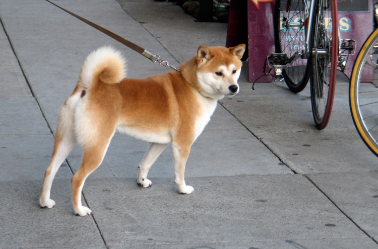 Хатико порода Акита