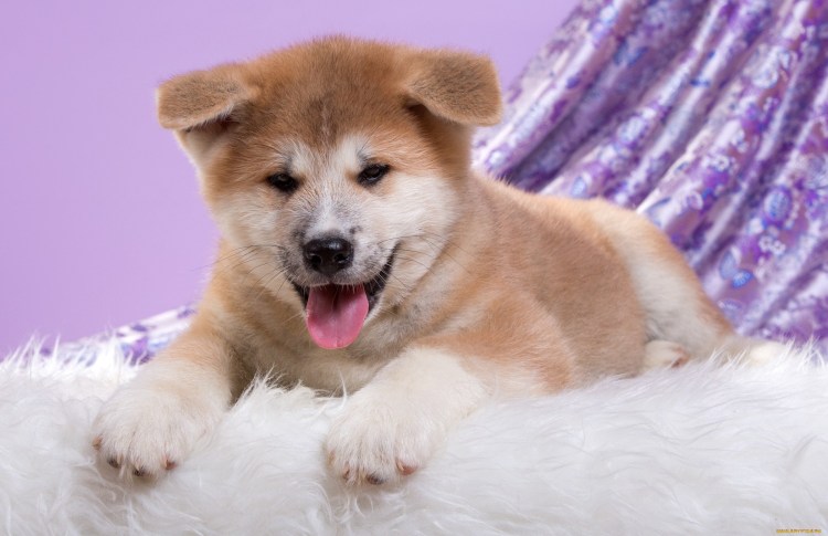 Сиба Шиба ину Акита
