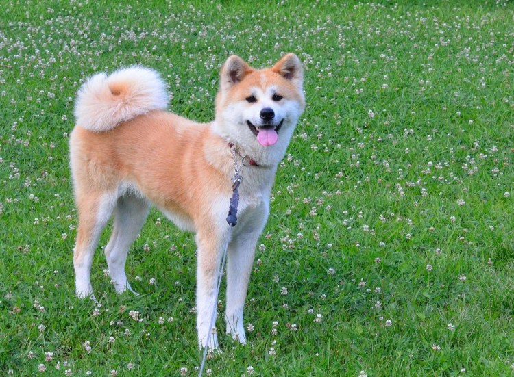 Среднеазиатская Акита ину
