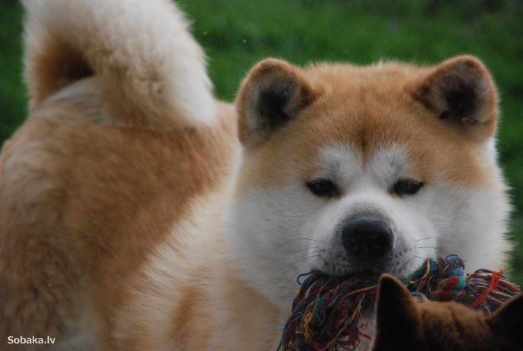 Акита ину щенок