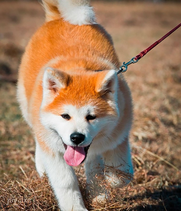 Мини Акита ину