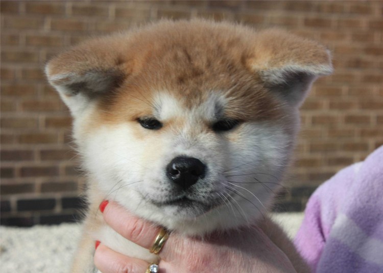 Порода Хатико Акита-ину