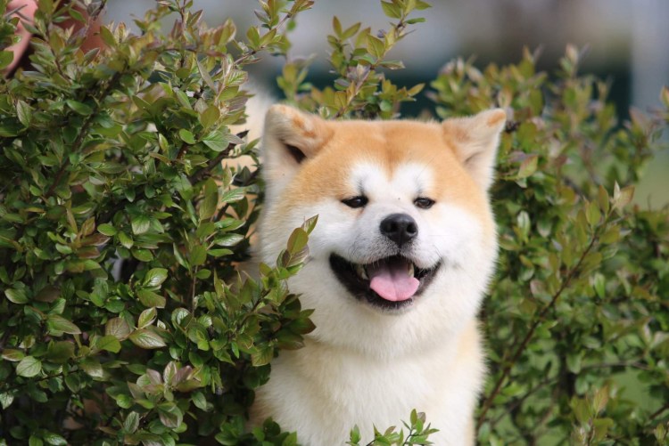 Мини Хатико Акита-ину