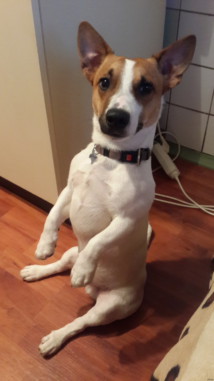 Джек-Рассел-терьер со стоячими ушами