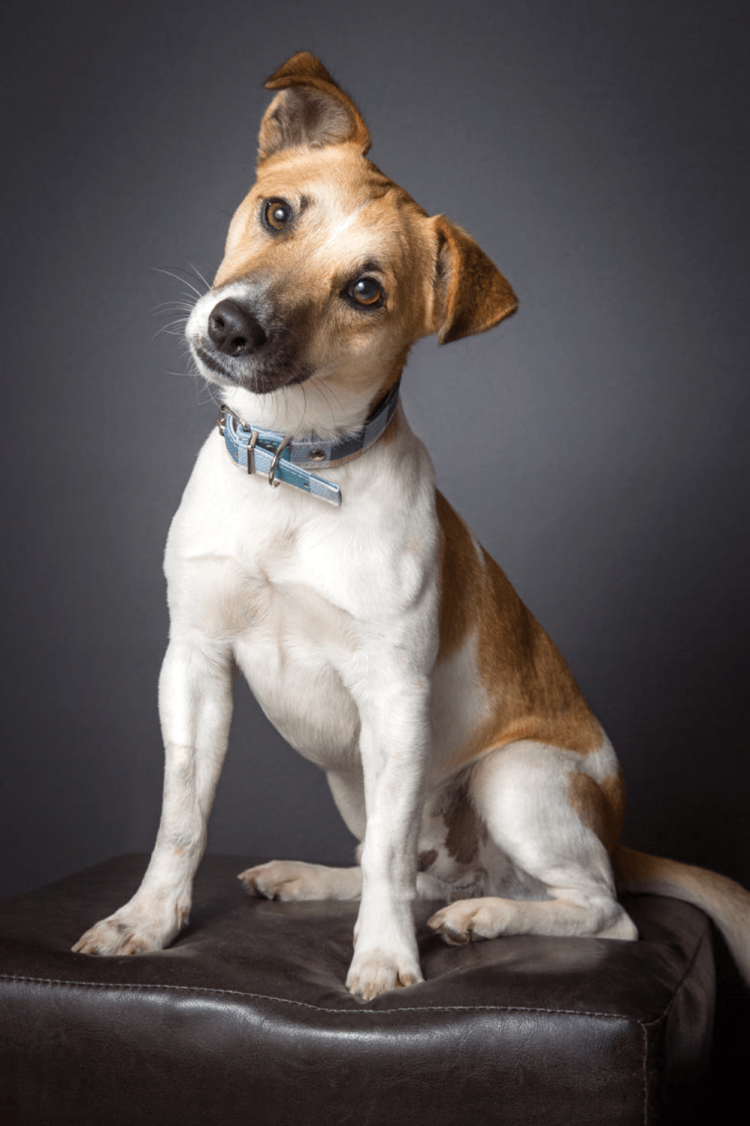 Метис чихуа и Джек Рассела