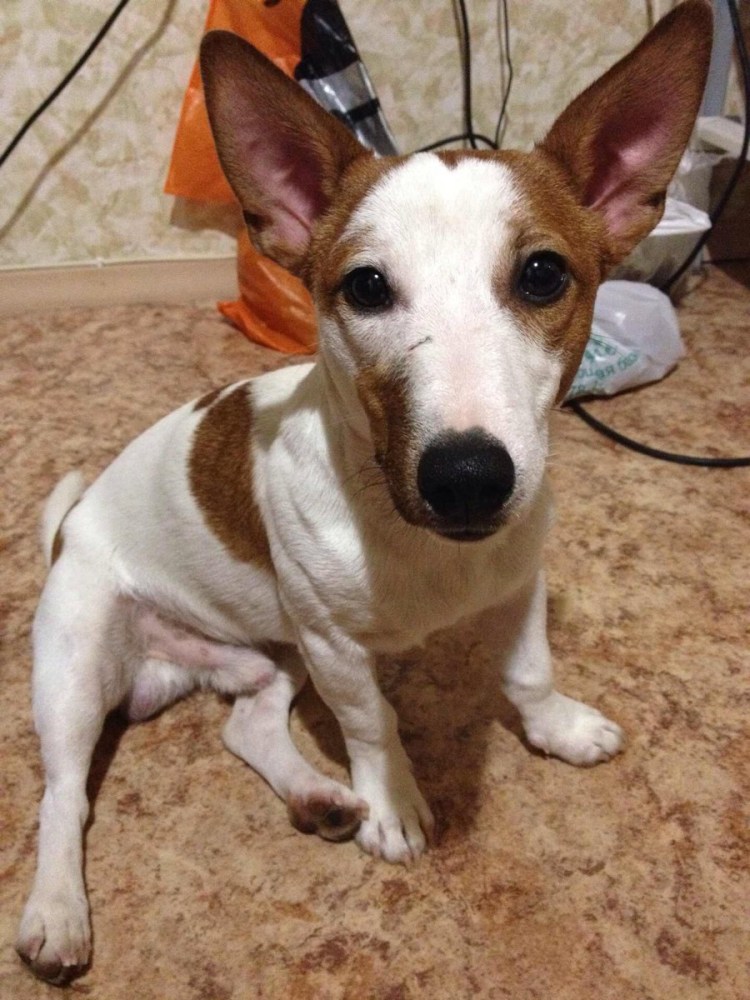 Джек Рассел терьер купированные уши