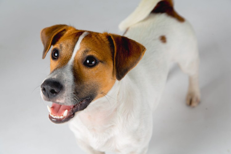 Джек Рассел терьер на белом фоне со стоячими ушами
