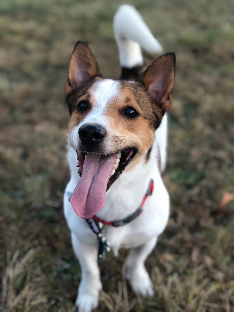 Джек Рассел терьер на белом фоне со стоячими ушами