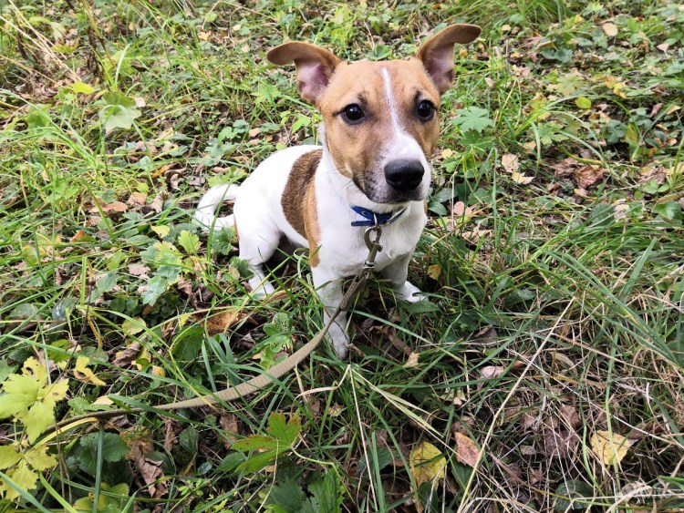 Терьер стоячие уши