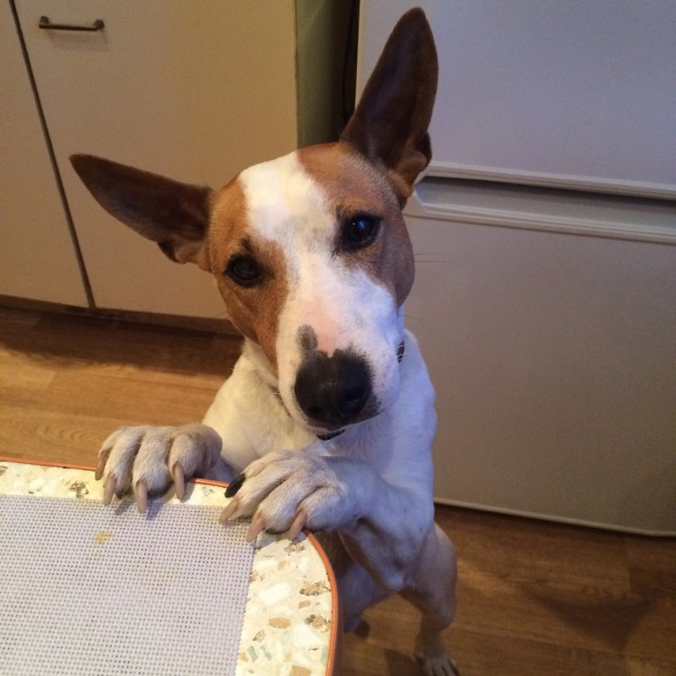 Джек-Рассел-терьер со стоячими ушами