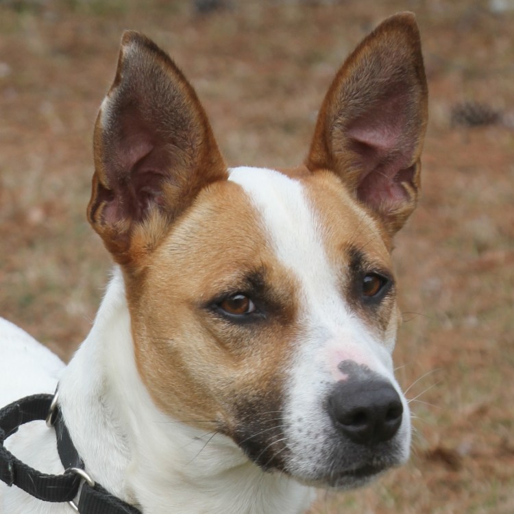 Парсон Ларсен