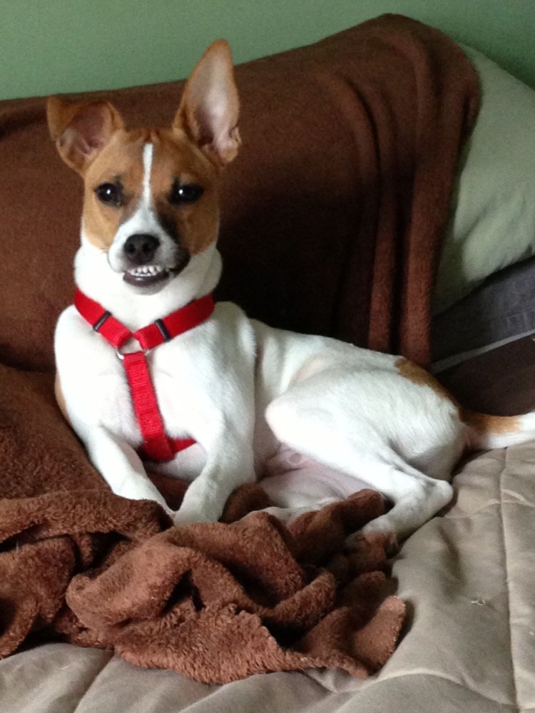 Джек Рассел с поднятыми ушами