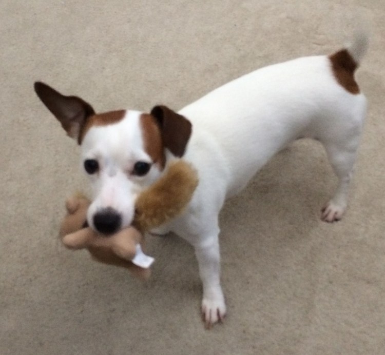 Джек Рассел