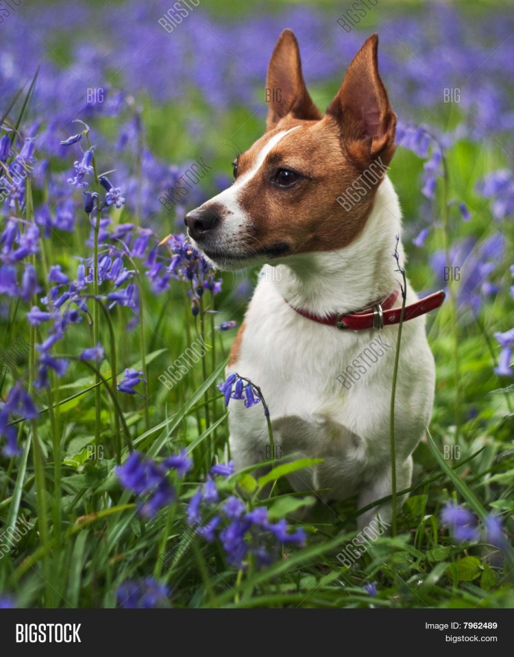 Джек-Рассел-терьер со стоячими ушами