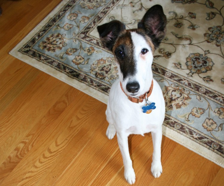 Рассел терьер со стоячими ушами