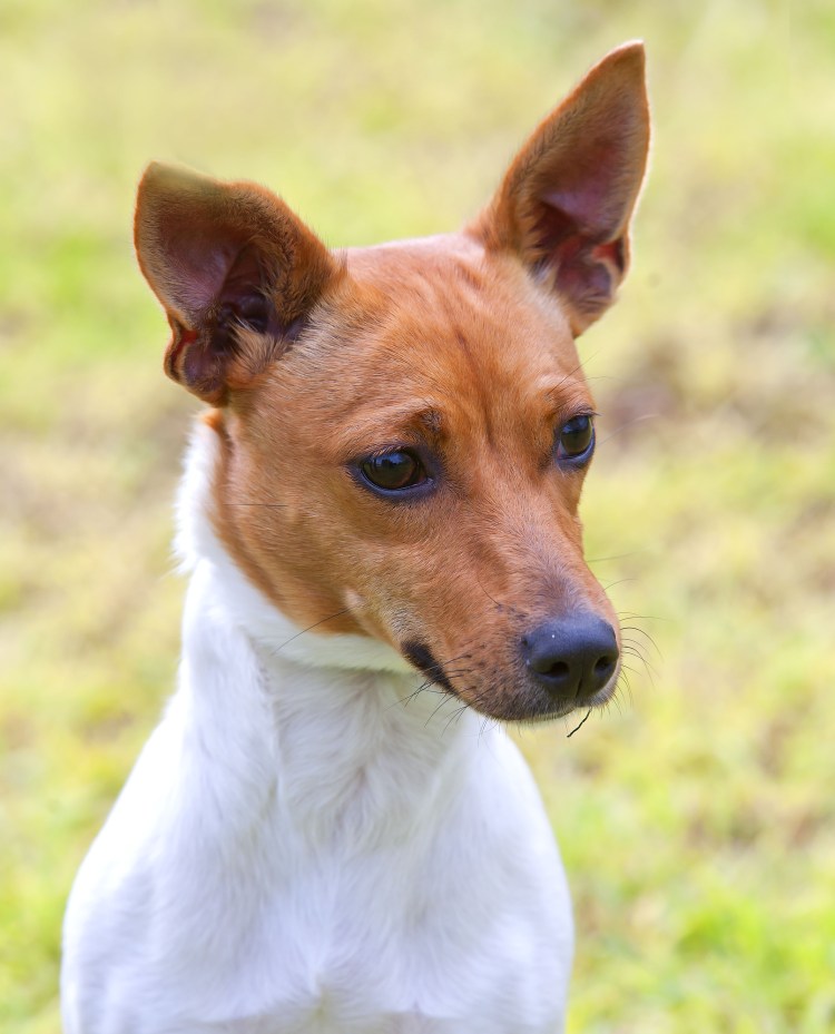 Запах изо рта собаки Джек Рассел терьер